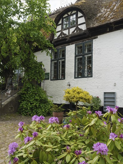 Historic building with white walls and blooming flowers, surrounded by green plants, Arnis, Schleswig-Holstein, Germany, Europe