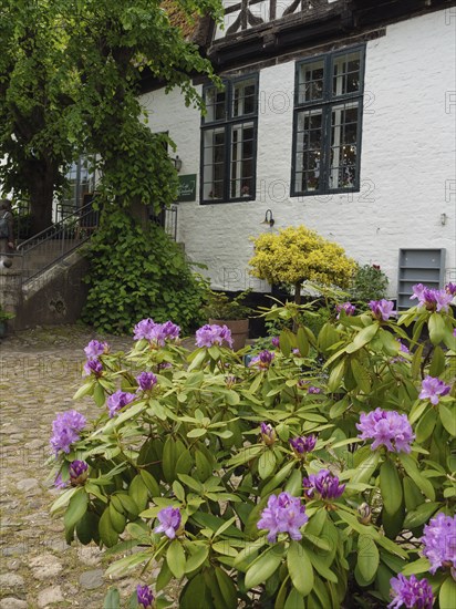 A house with a flowering garden and plants along the paved garden path, Kappeln, Schleswig-Holstein, Germany, Europe
