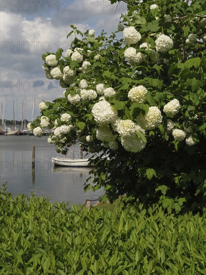Flowering tree with large white flowers on the shore of a calm water with boats in the background, Arnis, Schleswig-Holstein, Germany, Europe