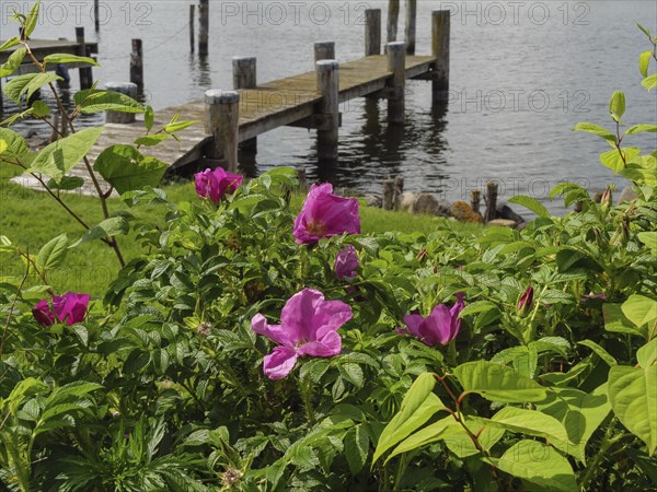 Pink flowers and green foliage in the foreground, a long jetty and the calm lake in the background, Arnis, Schleswig-Holstein, Germany, Europe