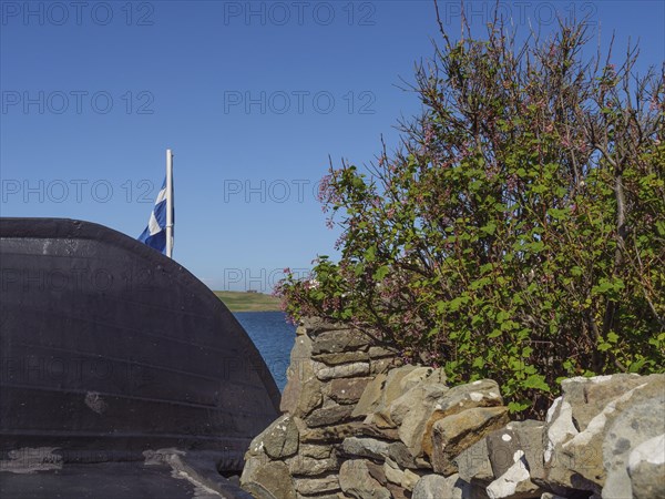 A bush with flowers next to an old stone wall and a Scottish flag in the background, Lerwick, Shetlands, Scotland, United Kingdom, Europe