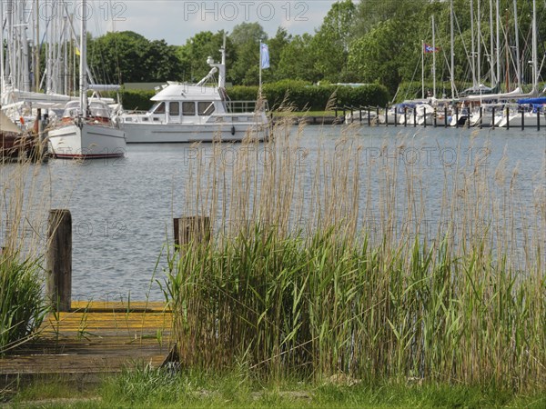 Harbour with several boats and sailing ships, surrounded by reeds and plants by the water, Arnis, Schleswig-Holstein, Germany, Europe