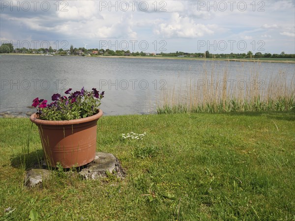 A flower pot in a meadow on the shore of a lake under a cloudy sky, Arnis, Schleswig-Holstein, Germany, Europe