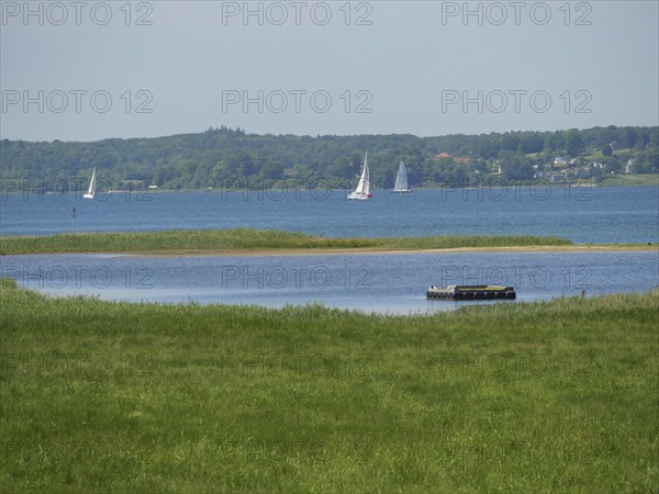 View of a calm sea with several sailing boats and a green headland in the foreground, Flensburg, SChleswig-Holstein, Germany, Europe