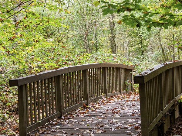 A wooden bridge in the forest, covered with autumn leaves, Bocholt, münsterland, Germany, Europe