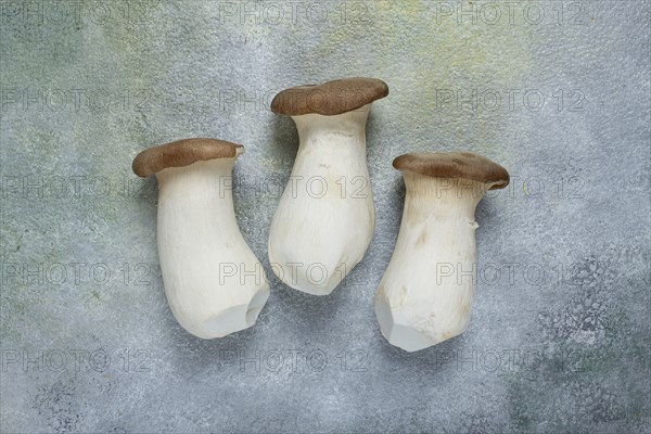 Fresh eringi mushrooms, raw, royal oyster mushrooms, three pieces, Asian cuisine, no people