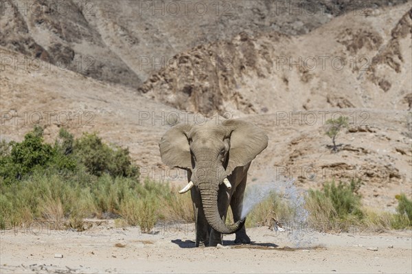 Desert elephant (Loxodonta africana) at a waterhole in the Hoarusib dry river, Kaokoveld, Kunene region, Namibia, Africa