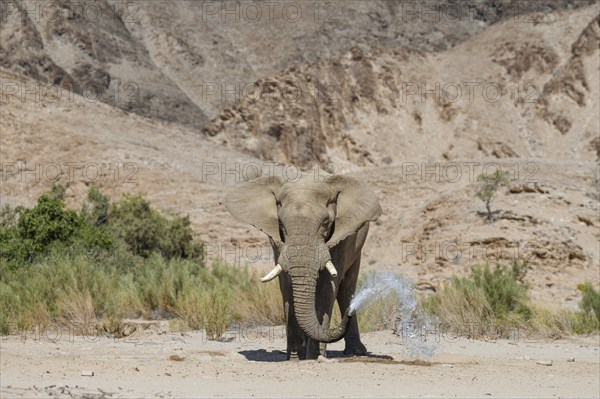 Desert elephant (Loxodonta africana) at a waterhole in the Hoarusib dry river, Kaokoveld, Kunene region, Namibia, Africa