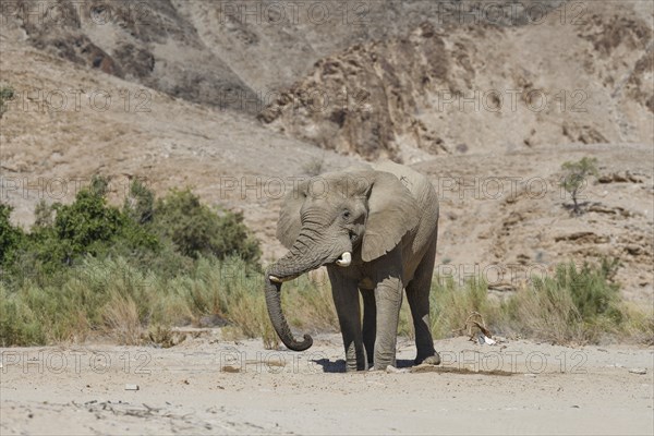 Desert elephant (Loxodonta africana) at a waterhole in the Hoarusib dry river, Kaokoveld, Kunene region, Namibia, Africa