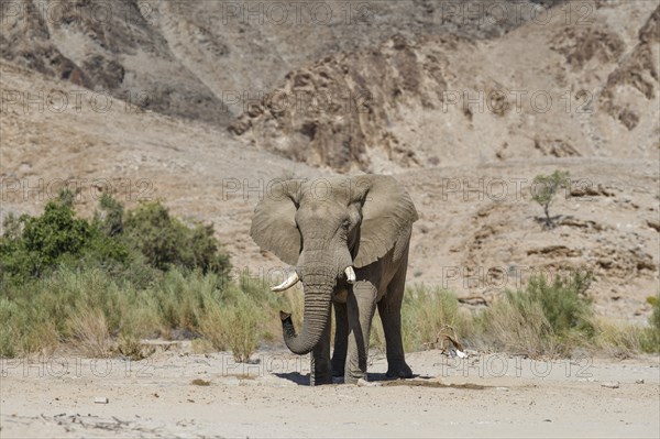 Desert elephant (Loxodonta africana) at a waterhole in the Hoarusib dry river, Kaokoveld, Kunene region, Namibia, Africa