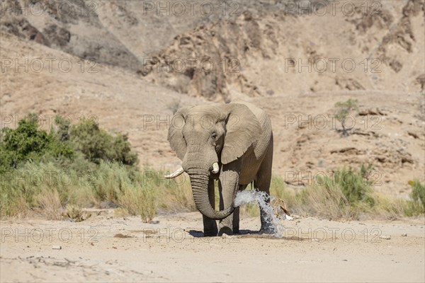 Desert elephant (Loxodonta africana) at a waterhole in the Hoarusib dry river, Kaokoveld, Kunene region, Namibia, Africa