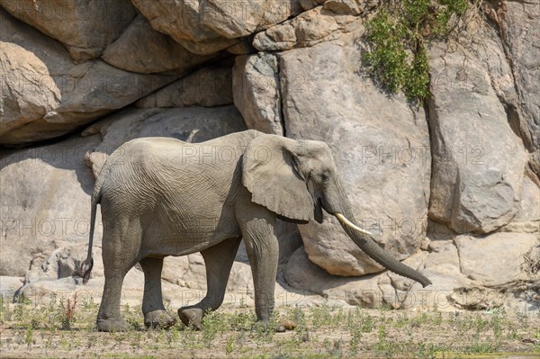 Desert elephant (Loxodonta africana) in the Hoarusib dry river, Kaokoveld, Kunene region, Namibia, Africa