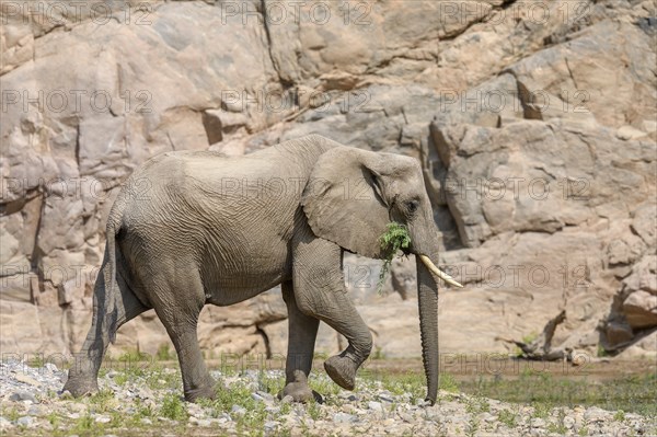 Desert elephant (Loxodonta africana) in the Hoarusib dry river, Kaokoveld, Kunene region, Namibia, Africa