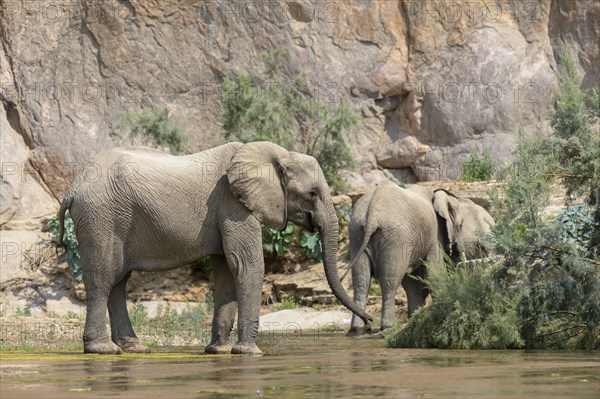 Desert elephants (Loxodonta africana) in the Hoarusib dry river, Kaokoveld, Kunene region, Namibia, Africa