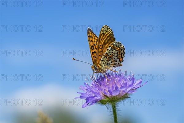 Glanville fritillary (Melitaea cinxia) on a Field scabious (Knautia arvensis) blossom, Bavaria, Germany, Europe