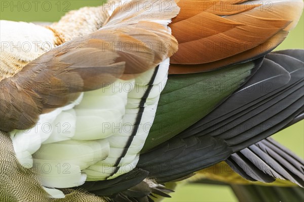 Egyptian goose (Alopochen aegyptiaca), detail, feathers, Bavaria, Germany, Europe