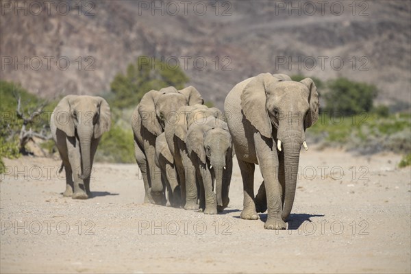 Desert elephants (Loxodonta africana) in the Hoanib dry river, Kaokoveld, Kunene region, Namibia, Africa
