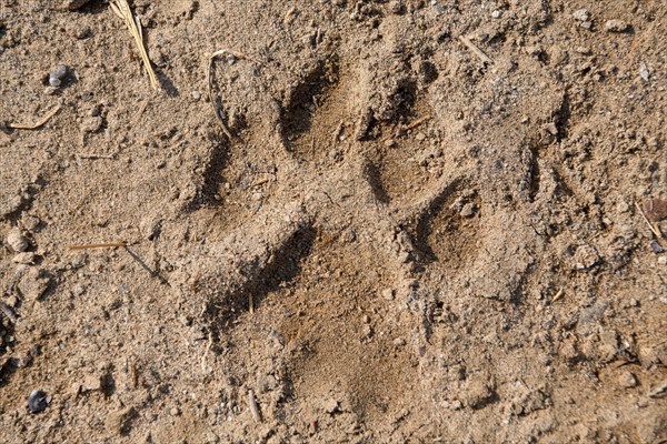 Lion track (Panthera leo) in the Hoanib dry river, female animal, Kaokoveld, Kunene region, Namibia, Africa