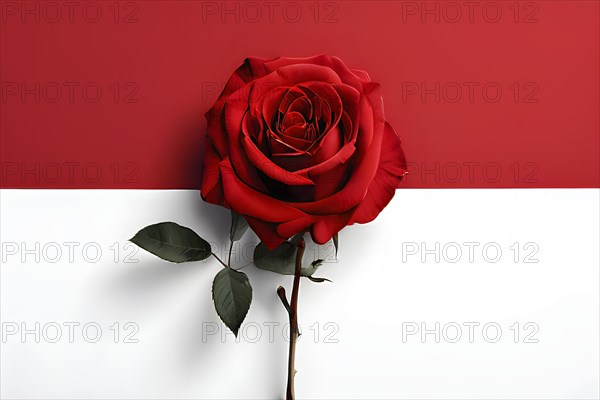 Abstract minimalist love themed wallpaper illustration, AI generated