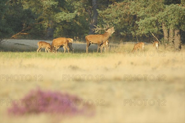 Herd of red deer (Cervus elaphus) and male red deer in rut, rut, antlers, heathland, De Hoge Veluwe National Park, Veluwe, Gelderland, Holland, Netherlands
