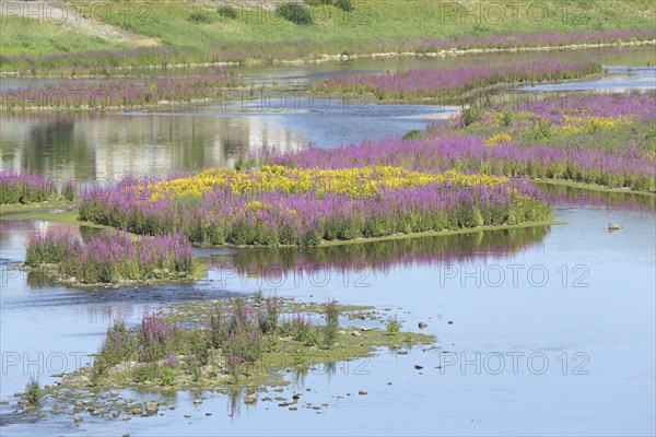 Blooming splendour in the river Eder, river island, flower meadow, landscape, nature, Herzhausen, Vöhl, Hesse, Germany, Europe
