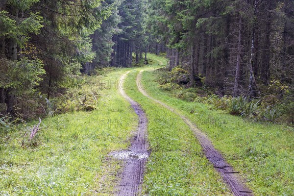 Winding dirt road in a spruce forest with water puddles and tire tracks in the mud at summer