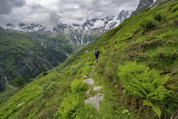 Mountaineers on a hiking trail on a green mountain slope, cloudy mountain peaks in Stillupptal, Zillertal Alps, Tyrol, Austria, Europe