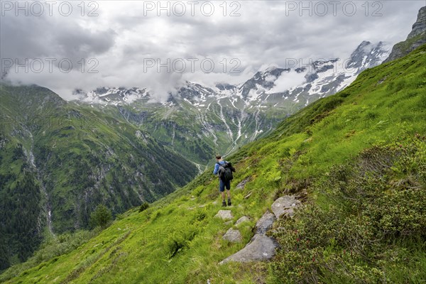 Mountaineers on a hiking trail on a green mountain slope, cloudy mountain peaks in Stillupptal, Zillertal Alps, Tyrol, Austria, Europe