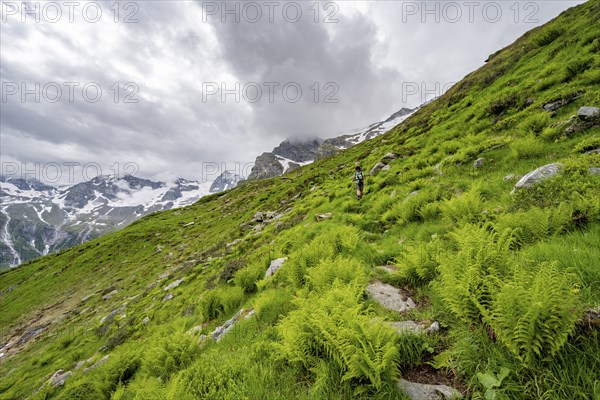 Mountaineer on a hiking trail on a green mountain slope, cloudy mountain peaks in Stillupptal, Zillertal Alps, Tyrol, Austria, Europe