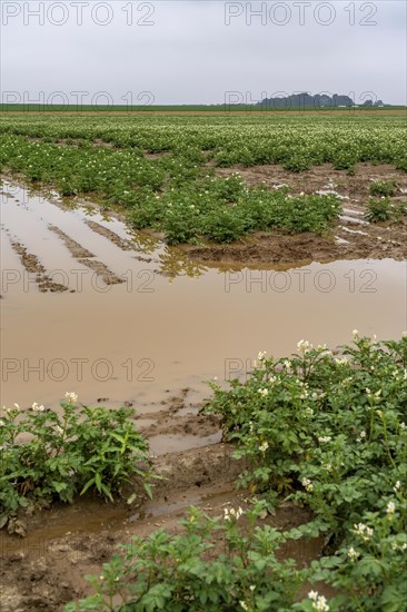Potato field near Bedburg, flooded after heavy rainfall, many potato ridges drowned and the plants destroyed, crop failures, North Rhine-Westphalia, Germany, Europe