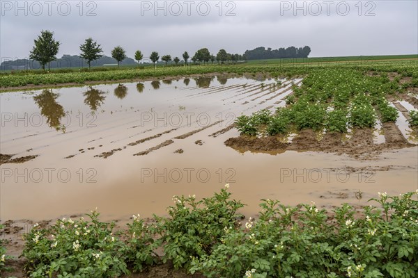 Potato field near Bedburg, flooded after heavy rainfall, many potato ridges drowned and the plants destroyed, crop failures, North Rhine-Westphalia, Germany, Europe