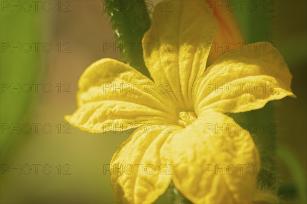 Close-up of a yellow cucumber flower (Cucumis sativus) in sunlight, Neunkirchen, Lower Austria, Austria, Europe