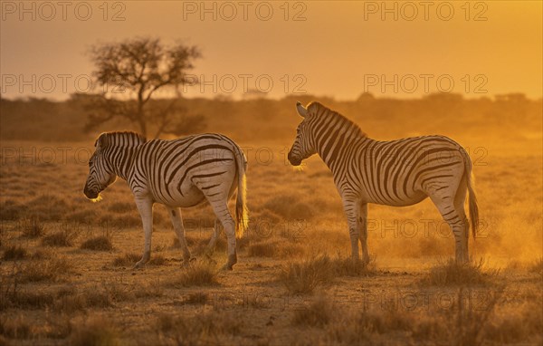 Plains zebras (Equus quagga), two zebras in dry grass, atmospheric evening light, Khama Rhino Sanctuary, Serowe, Botswana, Africa