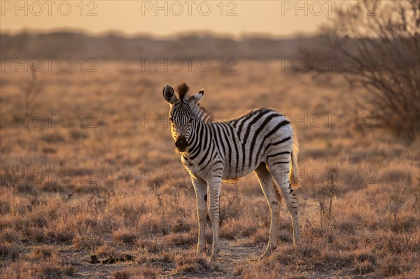 Steppe zebra (Equus quagga), young animal in dry grass, atmospheric evening light, Khama Rhino Sanctuary, Serowe, Botswana, Africa