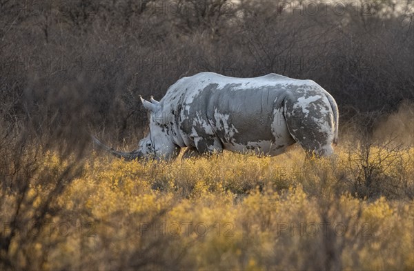 Southern white rhinoceros (Ceratotherium simum simum), in a flower meadow with yellow flowers, in the evening light, Khama Rhino Sanctuary, Serowe, Botswana, Africa