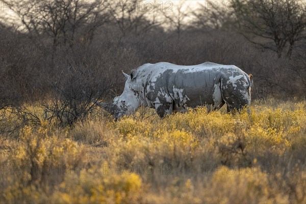 Southern white rhinoceros (Ceratotherium simum simum), in a flower meadow with yellow flowers, in the evening light, Khama Rhino Sanctuary, Serowe, Botswana, Africa