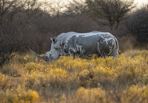 Southern white rhinoceros (Ceratotherium simum simum), in a flower meadow with yellow flowers, in the evening light, Khama Rhino Sanctuary, Serowe, Botswana, Africa