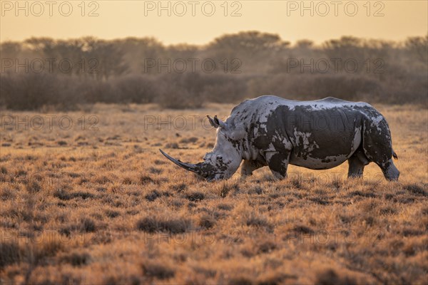 Southern white rhinoceros (Ceratotherium simum simum), in the evening light, Khama Rhino Sanctuary, Serowe, Botswana, Africa