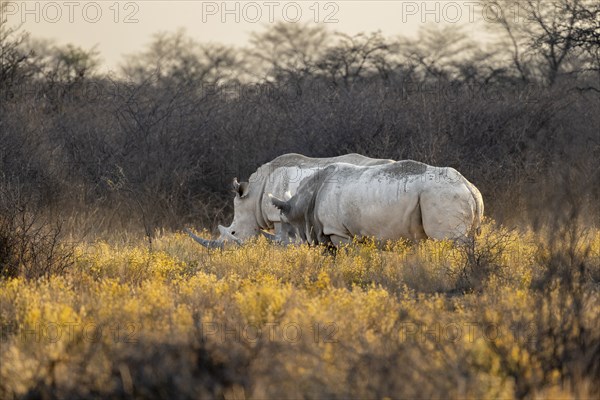 Southern white rhinoceros (Ceratotherium simum simum), two rhinos between yellow flowers in the evening light, Khama Rhino Sanctuary, Serowe, Botswana, Africa