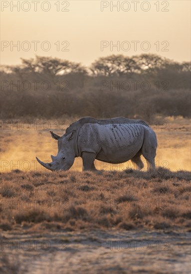Southern white rhinoceros (Ceratotherium simum simum), kicking up dust, in the evening light, Khama Rhino Sanctuary, Serowe, Botswana, Africa