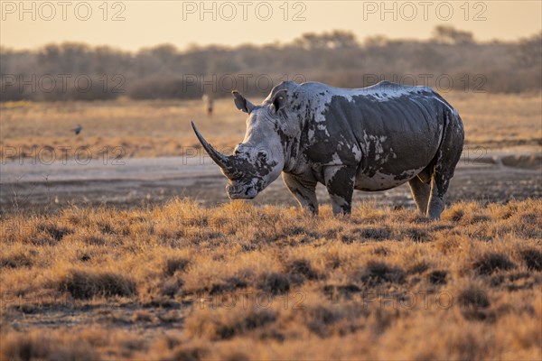 Southern white rhinoceros (Ceratotherium simum simum), in the evening light, Khama Rhino Sanctuary, Serowe, Botswana, Africa