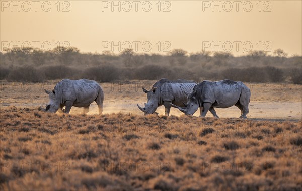Southern white rhinoceros (Ceratotherium simum simum), three rhinos in the evening light, Khama Rhino Sanctuary, Serowe, Botswana, Africa