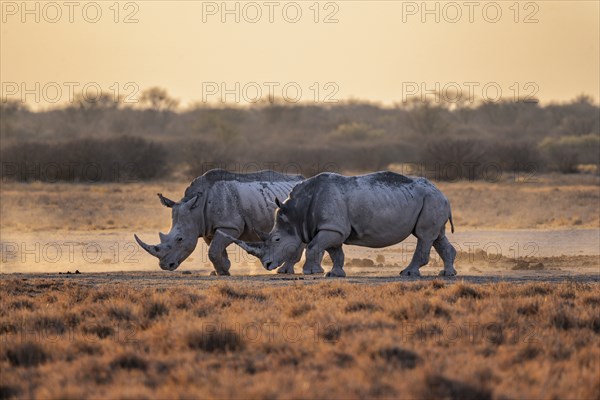 Southern white rhinoceros (Ceratotherium simum simum), two rhinos in the evening light, Khama Rhino Sanctuary, Serowe, Botswana, Africa