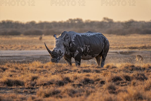 Southern white rhinoceros (Ceratotherium simum simum), in the evening light, Khama Rhino Sanctuary, Serowe, Botswana, Africa