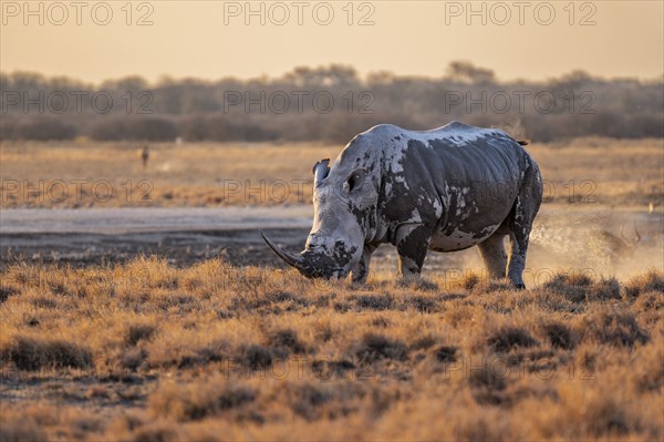 Southern white rhinoceros (Ceratotherium simum simum), in the evening light, Khama Rhino Sanctuary, Serowe, Botswana, Africa