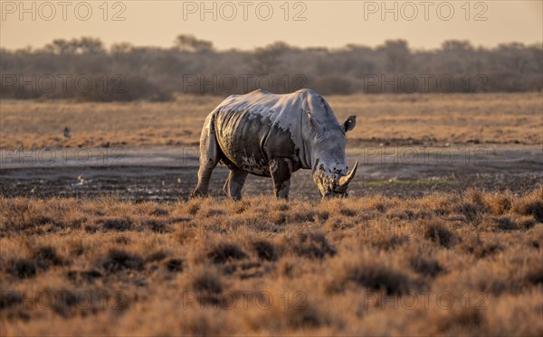 Southern white rhinoceros (Ceratotherium simum simum), in the evening light, Khama Rhino Sanctuary, Serowe, Botswana, Africa