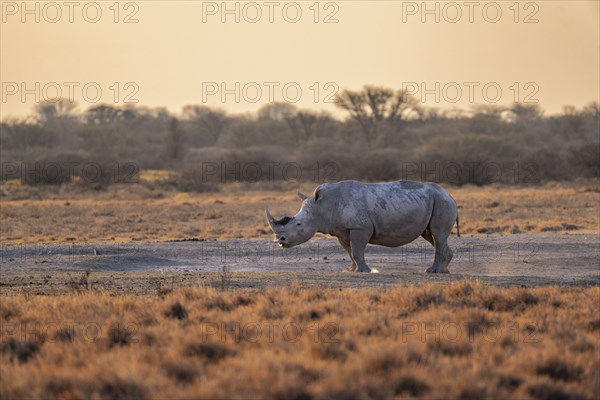 Southern white rhinoceros (Ceratotherium simum simum), in the evening light, Khama Rhino Sanctuary, Serowe, Botswana, Africa