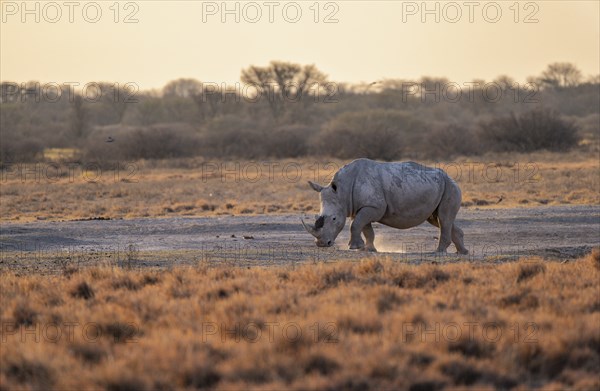 Southern white rhinoceros (Ceratotherium simum simum), in the evening light, Khama Rhino Sanctuary, Serowe, Botswana, Africa