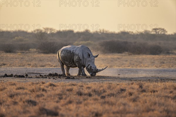 Southern white rhinoceros (Ceratotherium simum simum), in the evening light, Khama Rhino Sanctuary, Serowe, Botswana, Africa
