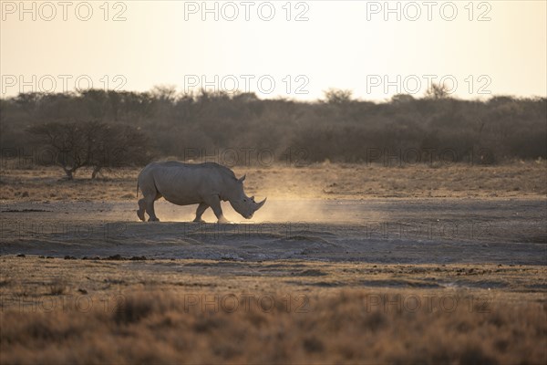 Southern white rhinoceros (Ceratotherium simum simum) kicking up dust, in the evening light, Khama Rhino Sanctuary, Serowe, Botswana, Africa